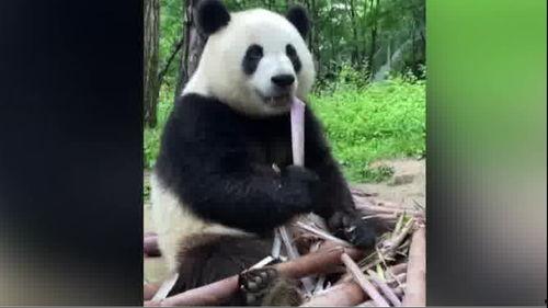 吃瓜熊猫人视频合集下载,欢乐时光大盘点
