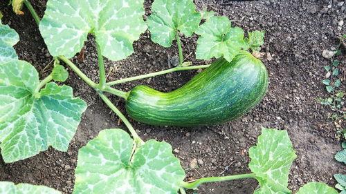 瓠瓜怎么选嫩的吃呢视频,轻松识别嫩瓠瓜