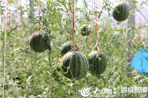 漳州八卦群吃瓜视频,揭秘当地风俗与趣事