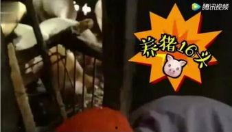 直播喂猪吃瓜视频在线观看,网友围观猪儿吃瓜,趣味横生喂食瞬间