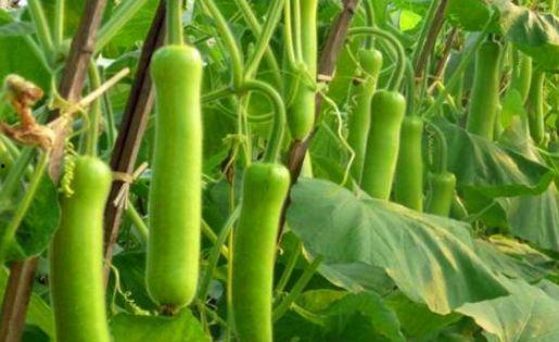 吃瓠瓜有助于减肥吗视频,揭秘吃瓠瓜助力瘦身之道