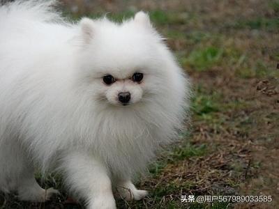 狗博美可以吃小瓜吗视频,小瓜的适宜性探讨