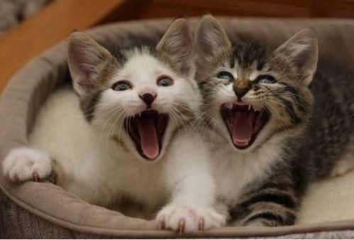 猫和老公吃大瓜视频,欢乐瞬间温馨呈现