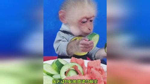 猴哥喝酒吃瓜原视频,欢乐时光尽享