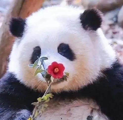 熊猫吃花花蜜瓜视频,憨态可掬吃花花蜜瓜