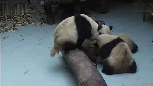 吃瓜的熊猫视频