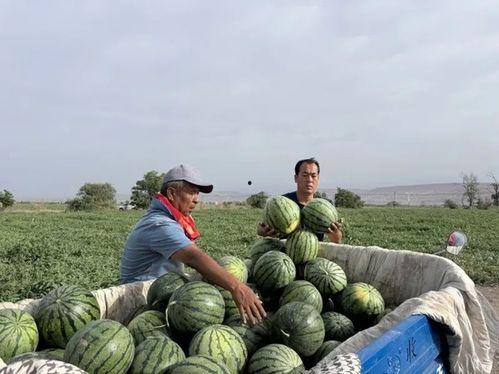 2023年文安吃瓜视频,盘点年度热门事件与趣味瞬间