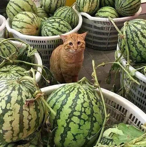 网红吃瓜视频都在哪看到,揭秘网红吃瓜视频热门平台大盘点