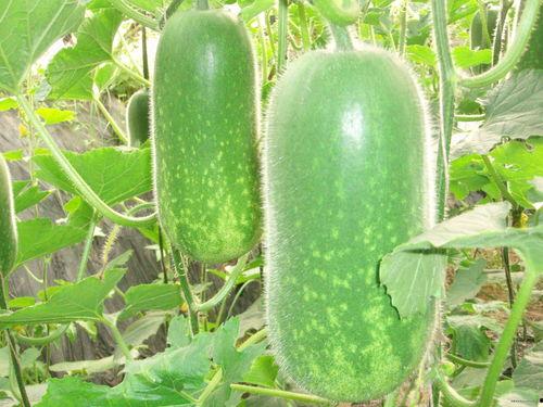 大西瓜吃麒麟瓜好吗视频,一场甜蜜的味蕾冒险