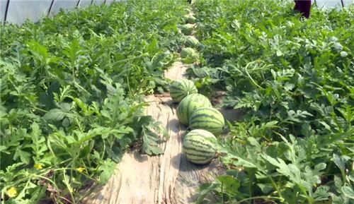 最新温州吃瓜事件视频